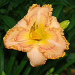 Hemerocallis Ashwood Summer Sunshine